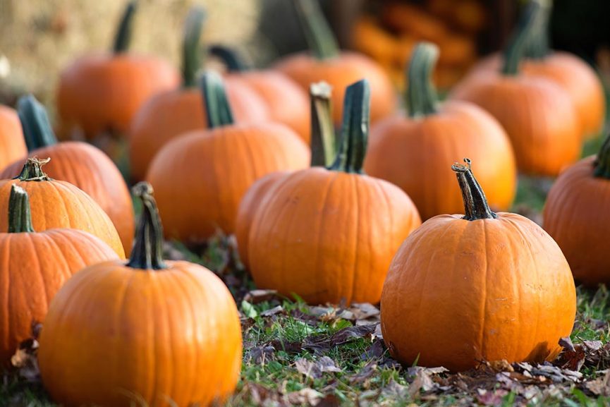 Pumpkins